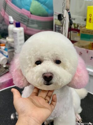 Cách Tỉa Lông Chó Tại Nhà giúp cho xinh đẹp hơn