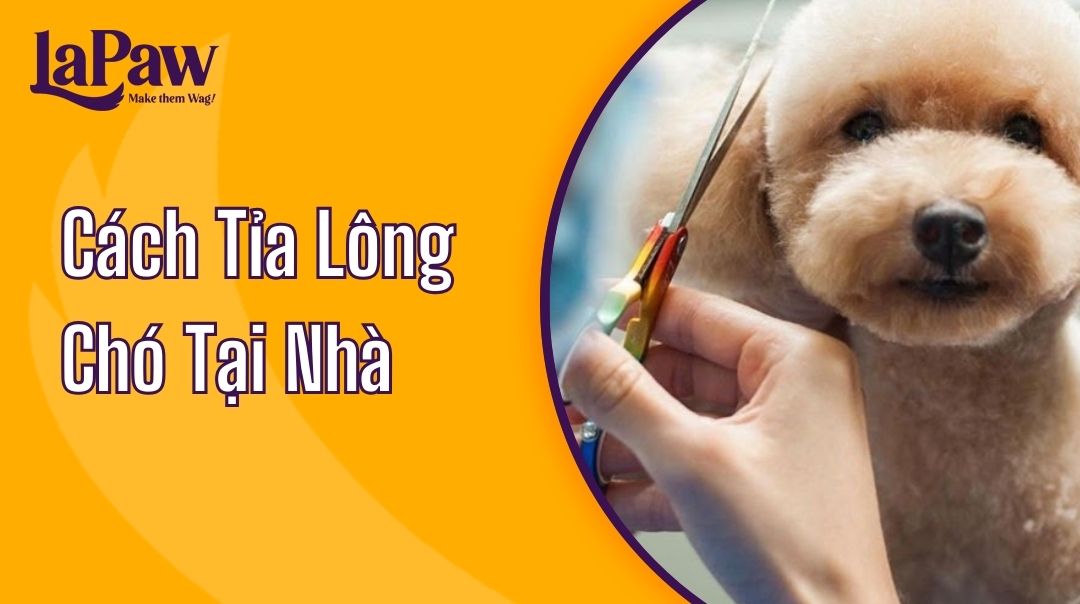 Cách Tỉa Lông Chó Tại Nhà