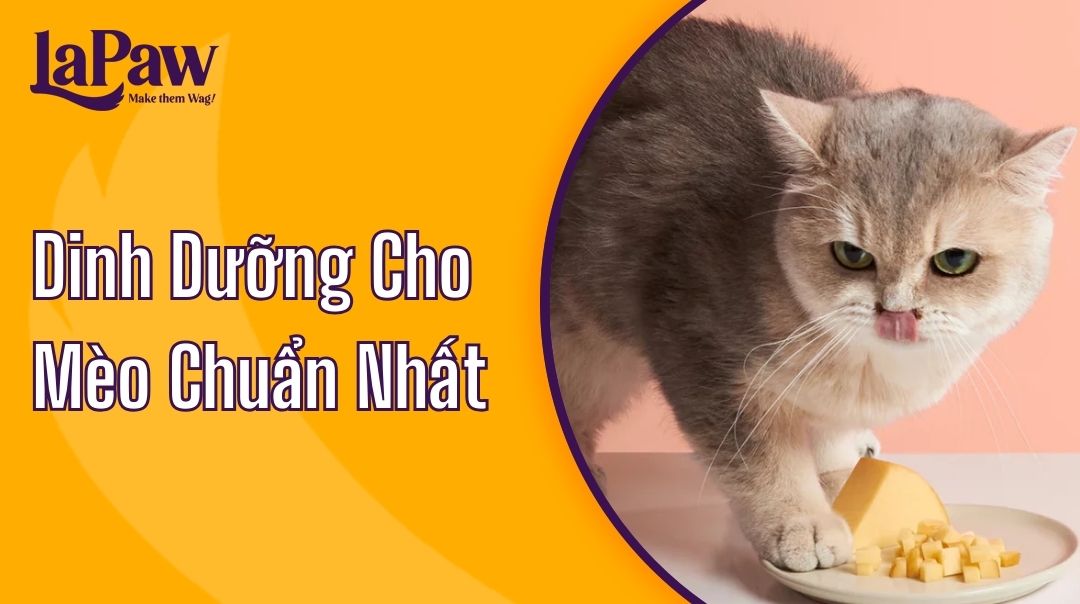 DINH DƯỠNG CHO MÈO