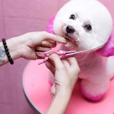 Tỉa lông chó đơn giản tại nhà 