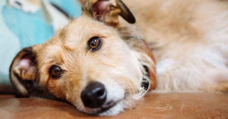 Chó bị đục thể thủy tinh