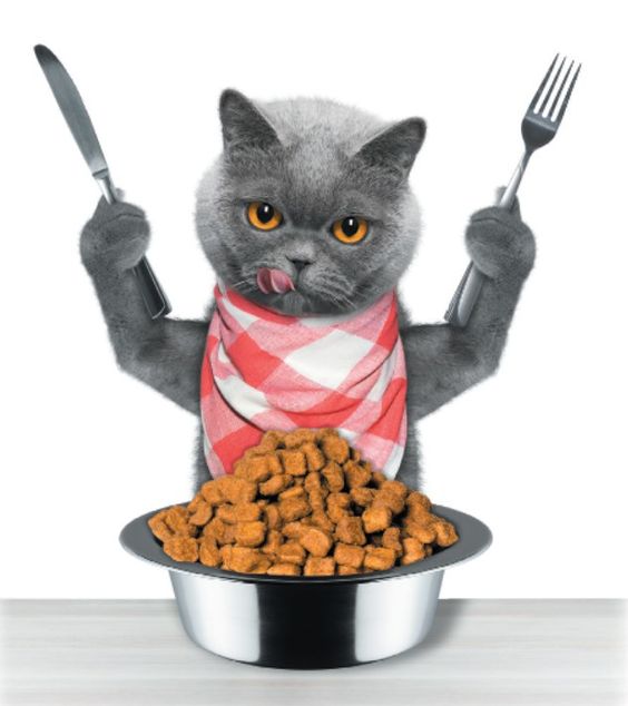 Bánh thưởng cho mèo 