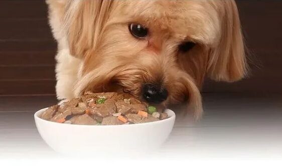 3 Loại Pate Cho Chó Dạng Súp Hầm Đáng Thử Nhất