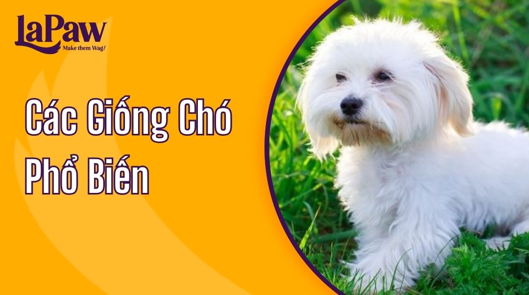 Các Giống Chó Phổ Biến