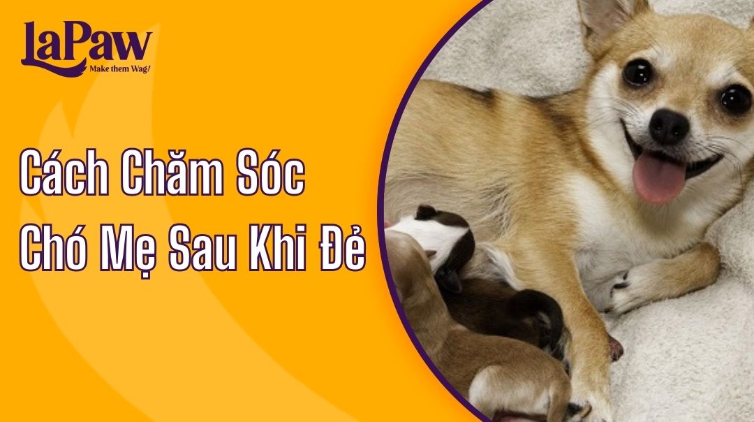 Cách Chăm Sóc Chó Mẹ Sau Khi Đẻ