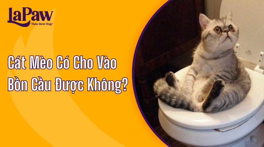 Cát Mèo Có Cho Vào Bồn Cầu Được Không
