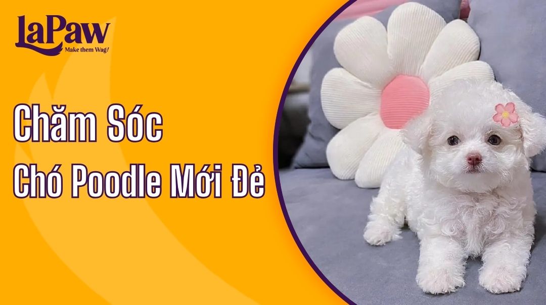 Chăm Sóc Chó Poodle Mới Đẻ