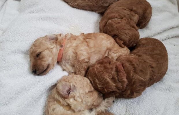 Chăm sóc chó poodle mới đẻ