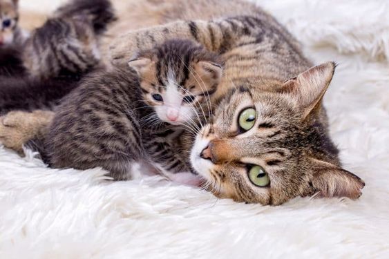 Chăm sóc mèo sau sinh