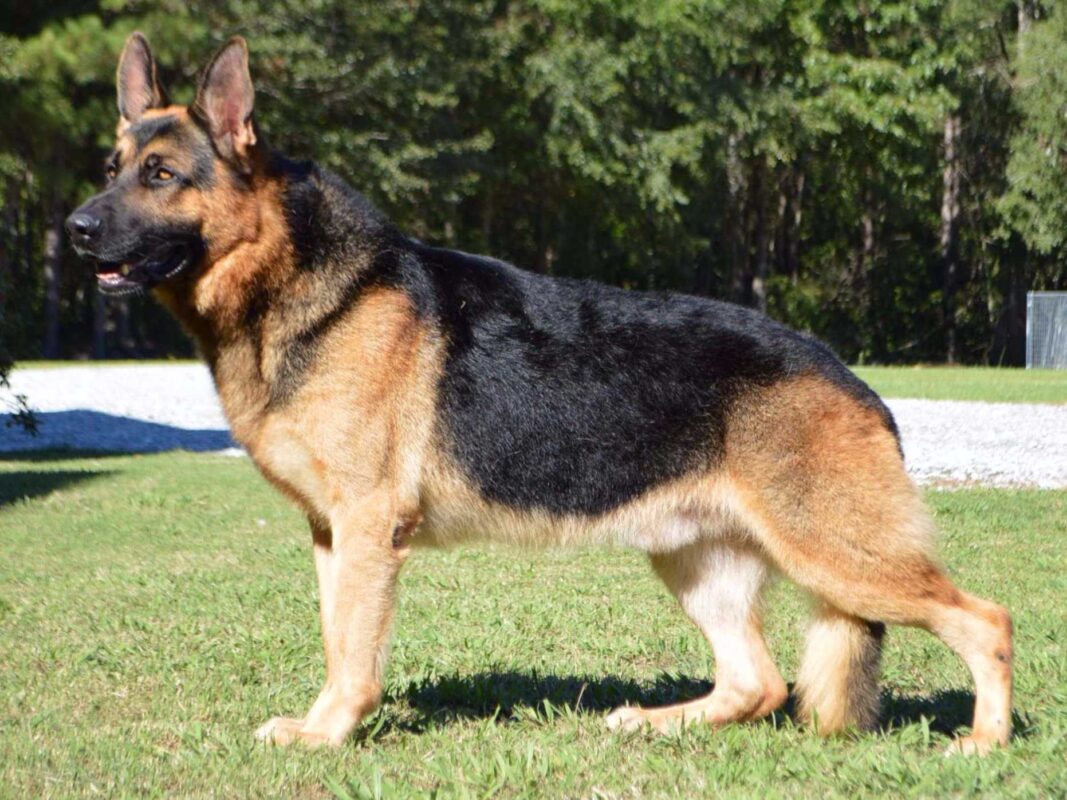 Giống Chó Becgie Đức (German Shepherd)