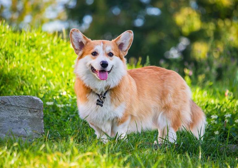 Giống Chó Corgi