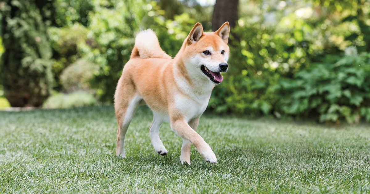 Giống Chó Shiba Inu