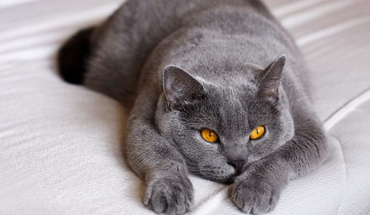 Giống Mèo Anh Lông Ngắn (British Shorthair)