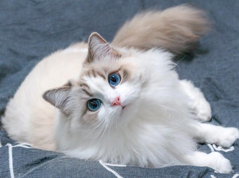 Giống Mèo Ragdoll