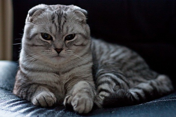 Giống Mèo tai cụp Scottish Fold
