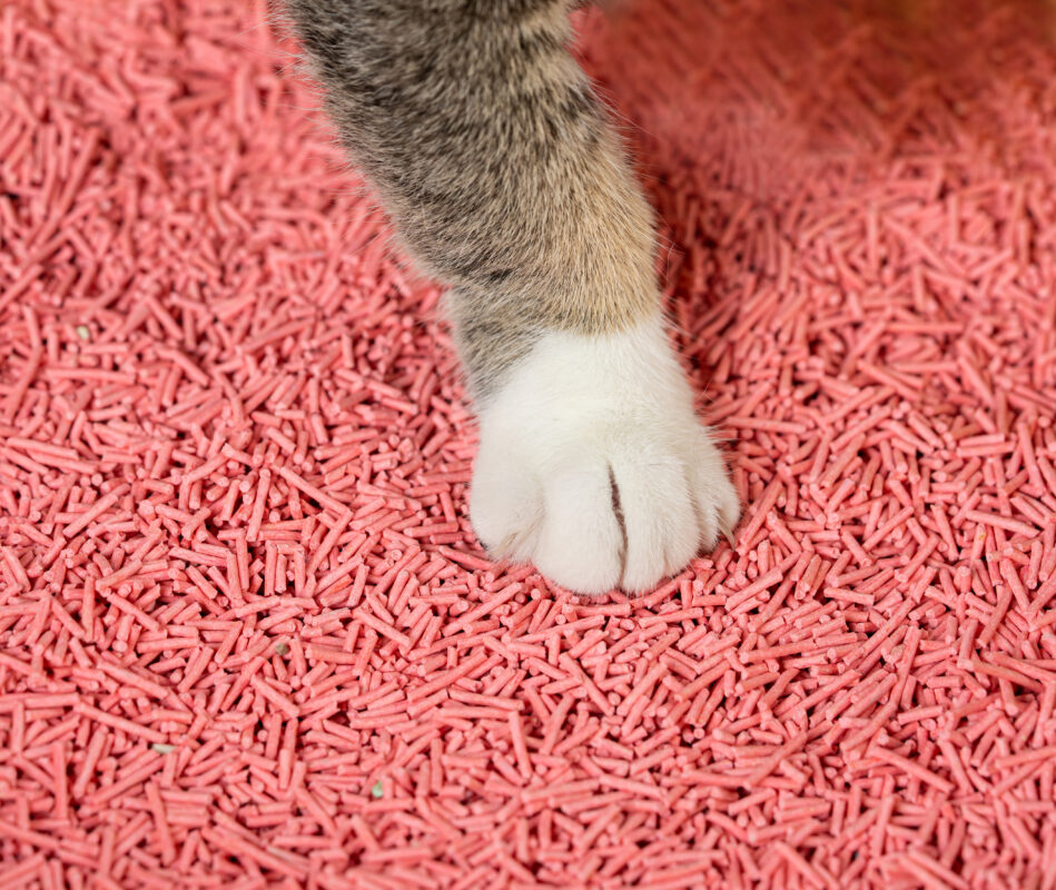 Cát vệ sinh liệu có thực sự là tốt