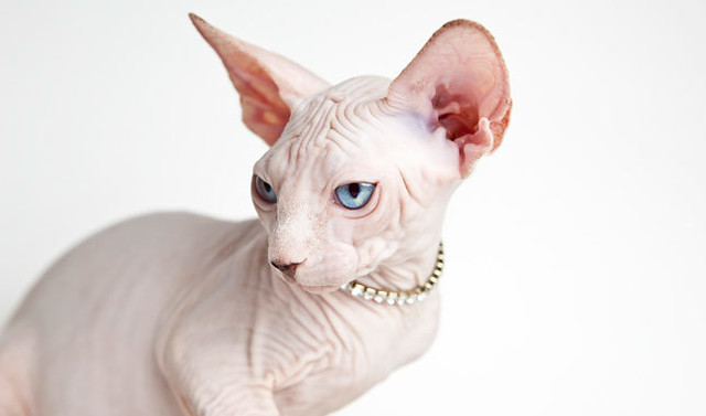Giống Mèo Sphynx Không Lông 