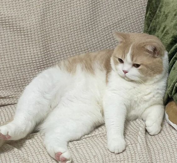 Mèo mang thai bao lâu