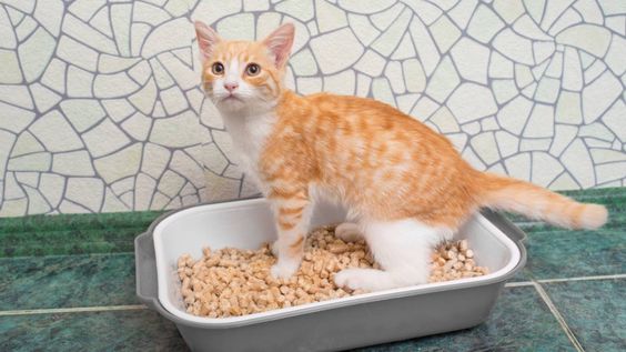 Không nên bỏ cát mèo vào bồn cầu 