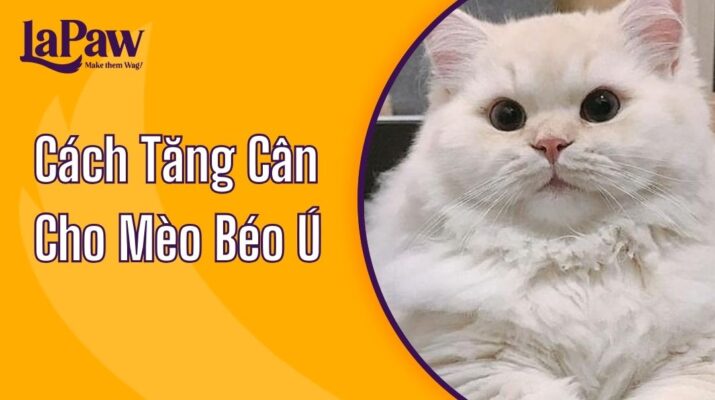 cách tăng cân cho mèo