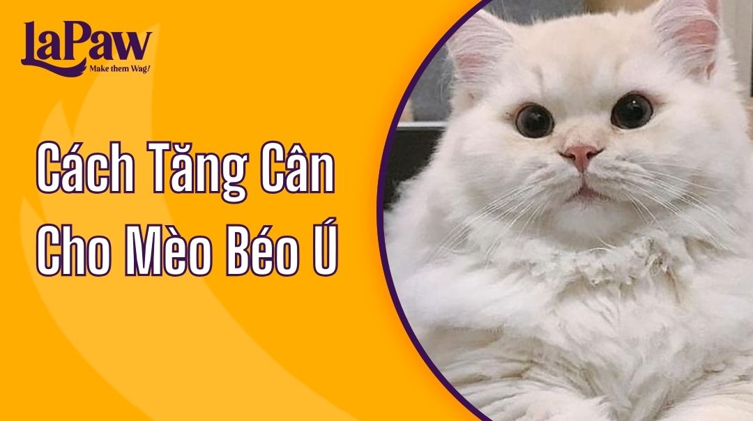 cách tăng cân cho mèo