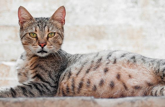 Thời Gian Mèo Mang Thai Bao Lâu