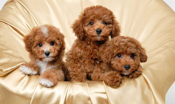 Nhẹ nhàng khi tiếp xúc với chó con 