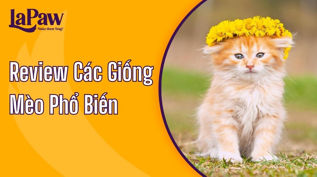các giống mèo phổ biến