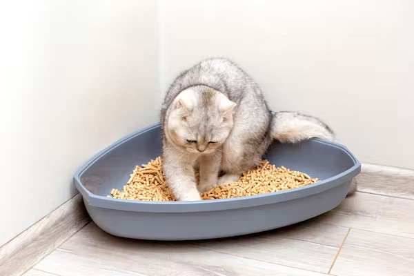 Cát vệ sinh mèo thân thiện môi trường 