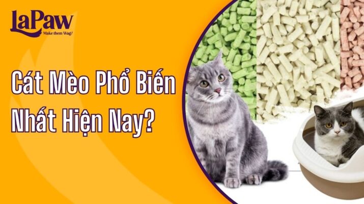 cát mèo phổ biên nhất hiện nay