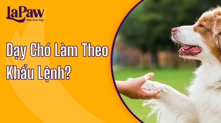 dạy chó làm theo khẩu lệnh