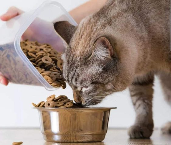 Cách chọn vitamin cho mèo tốt cho sức khỏe