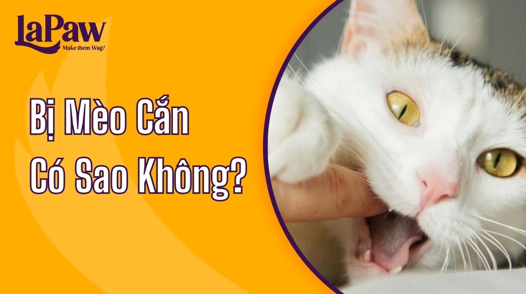 mèo con cắn thì làm sao