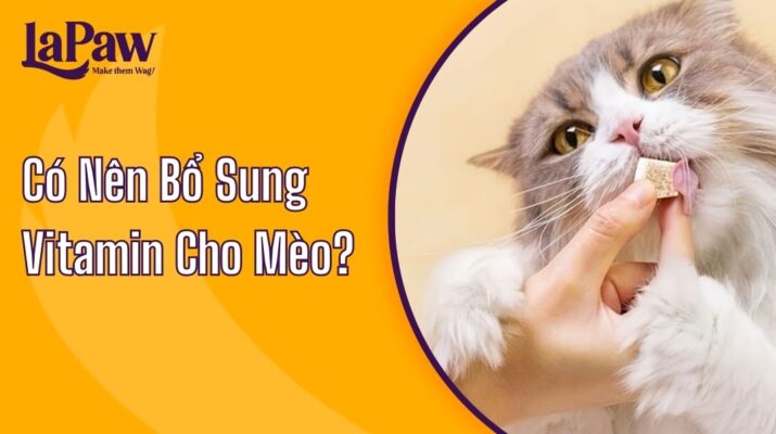 vitamon cho mèo