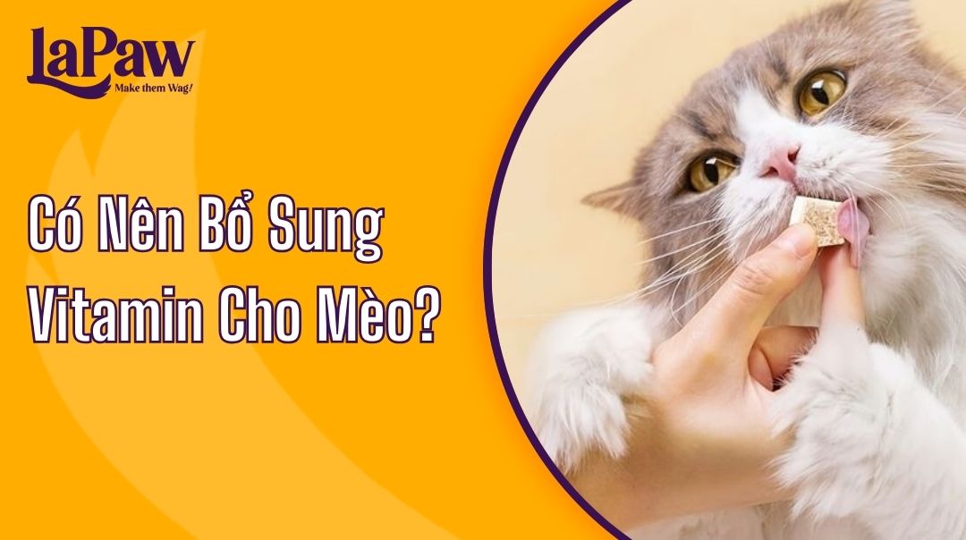 vitamon cho mèo