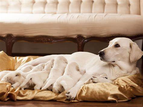 Chăm sóc vết thương cho chó mẹ sau khi đẻ 