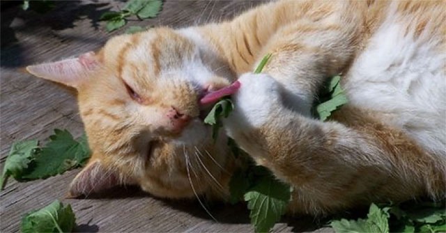 Các Cách Sử Dụng Cỏ Bạc Hà Mèo