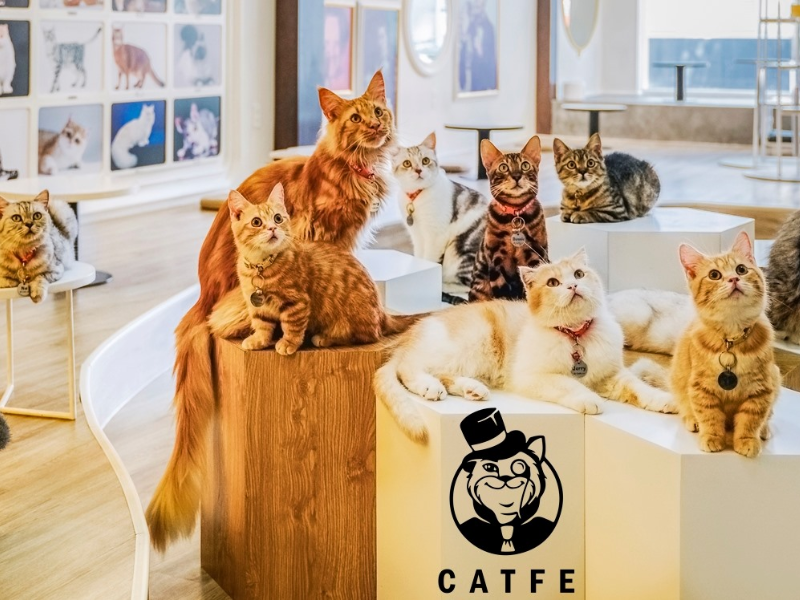 Catfe Coffee