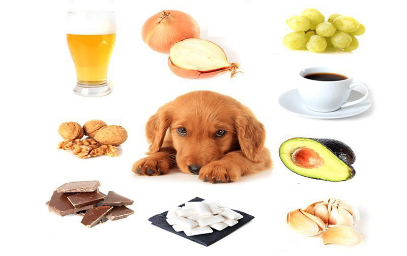 Chó Không Nên Ăn Gì