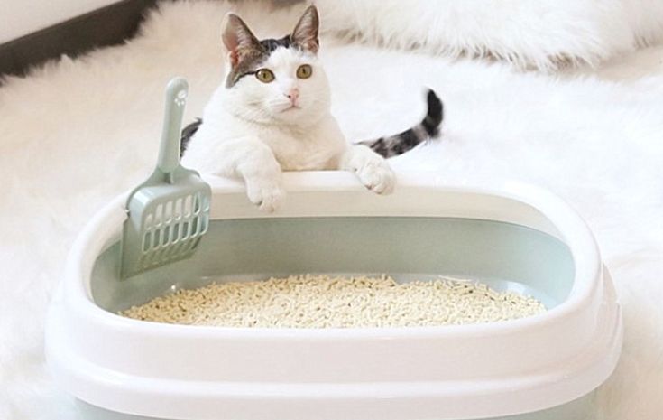 chọn cát vệ sinh cho mèo phù hợp