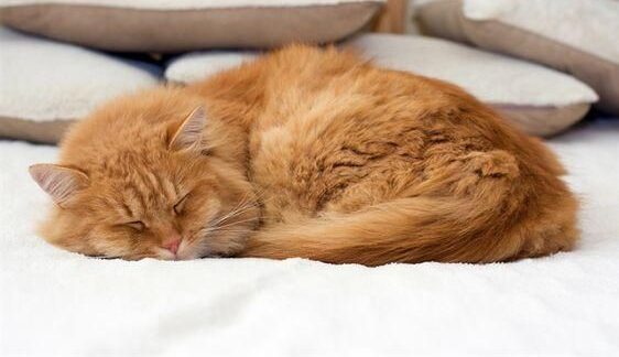 Dấu Hiệu Mèo Sắp Đẻ