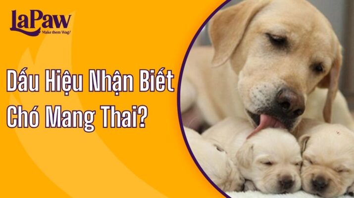 Dấu Hiệu Nhận Biết Chó Mang Thai?