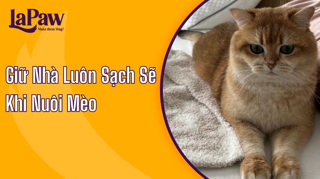 Giữ Nhà Luôn Sạch Sẽ Khi Nuôi Mèo