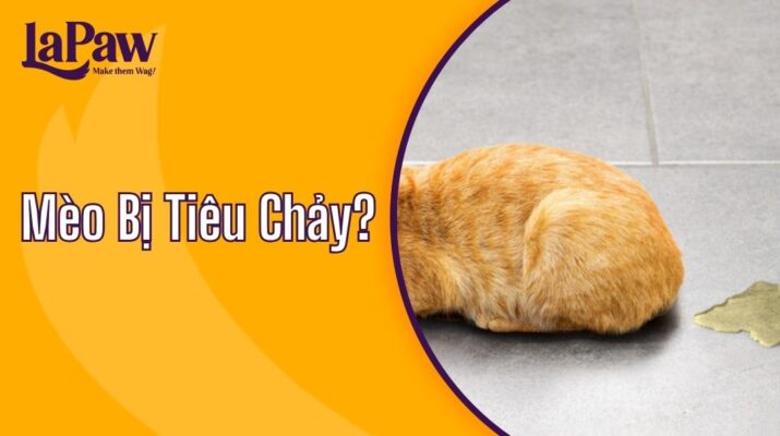 Mèo Bị Tiêu Chảy