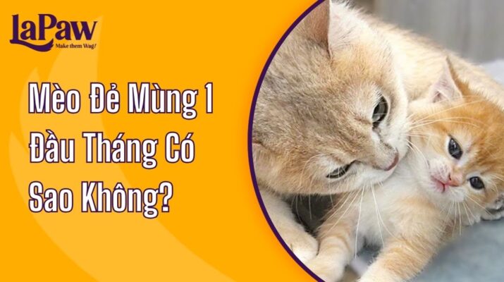 Mèo Đẻ Mùng 1 Đầu Tháng Có Sao Khôn