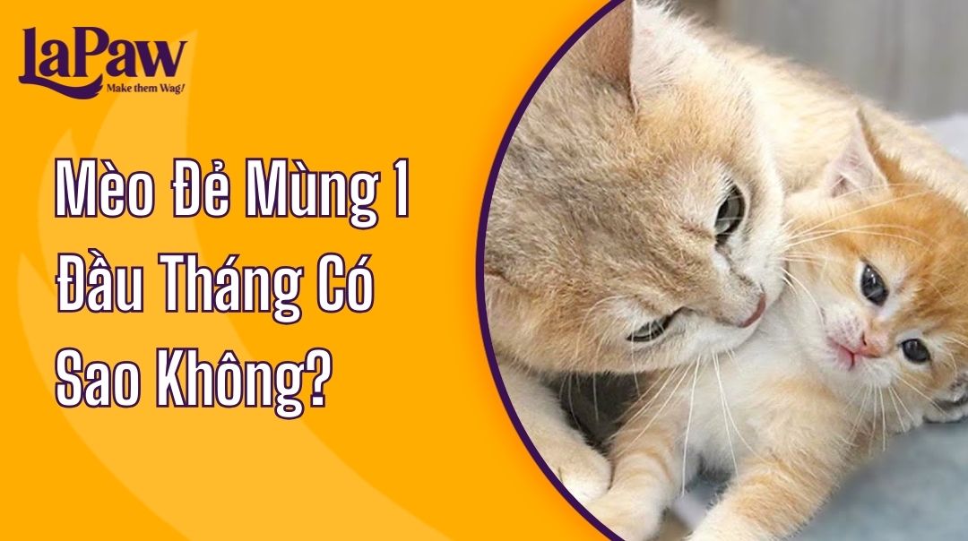 Mèo Đẻ Mùng 1 Đầu Tháng Có Sao Khôn