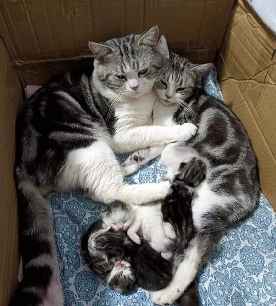 Mèo Đẻ Mùng 1 Đầu Tháng Có Sao Không?