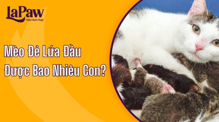 Mèo đẻ lứa đầu bao nheieu con