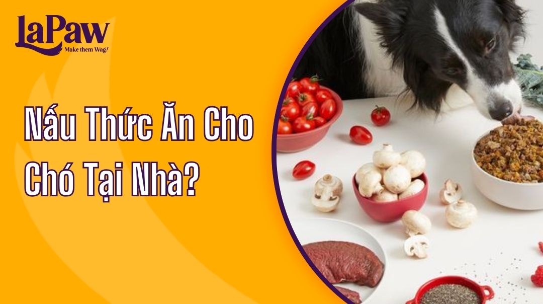 Nấu thức ăn cho chó tại nhà