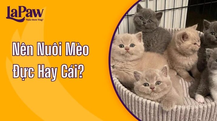 Nên Nuôi Mèo Đực Hay Cái